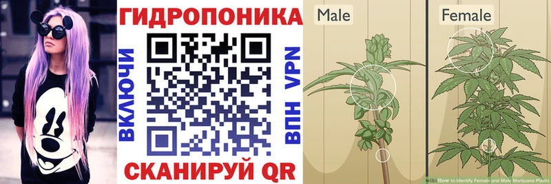 Бошки марихуана конопля  mega как войти  Орлов  где купить наркоту 
